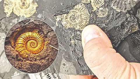 Old golden fossil |