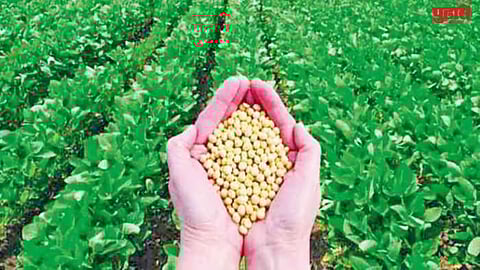 Jalna APMC soybean price