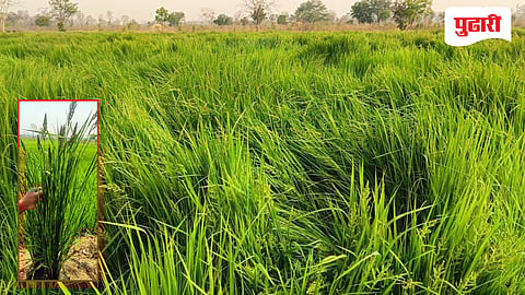 चंद्रपूरात धान पिकावर ‘मंड्या’ तणाचे मोठे संकट; शेतकरी आर्थिक अडचणीत