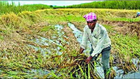 Nashik Unseasonal Rain 