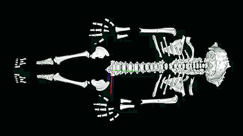 Human evolution study 