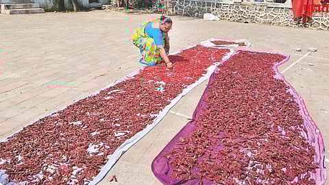 Drying chilies village culture