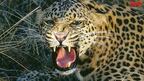 Shahapur leopard attack