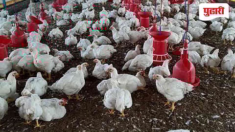 वाढत्या उष्णतेमुळे कुक्कुटपालन व्यवसाय धोक्यात