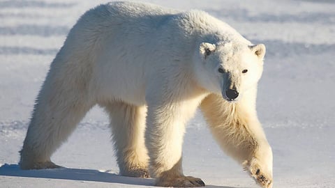 Polar bear largest predator | 