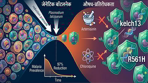 Plasmodium falciparum | 