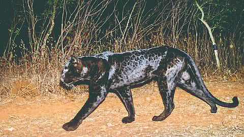 Black panther sighting Chandoli |
