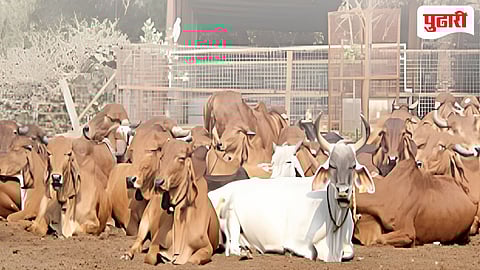 Latur news | उन्हाच्या तीव्रतेचा नागरिकांसह पशुधनालाही फटका