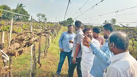 Sangli Agriculture News