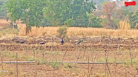 Wildlife water scarcity