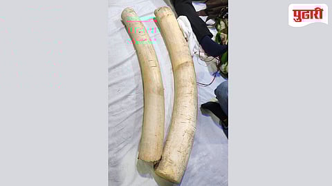 Mumbai Crime News | चेंबूरमध्ये हस्तीदंत तस्करीचा पर्दाफाश; ५ जण अटकेत