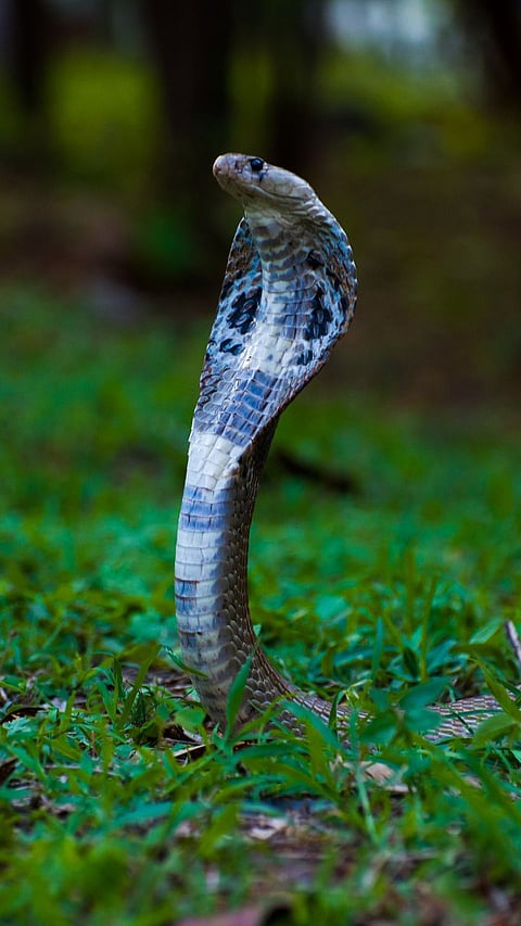 Snake