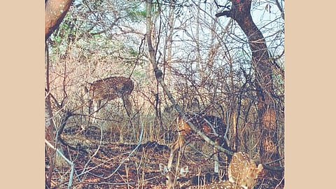 Sagareshwar Sanctuary