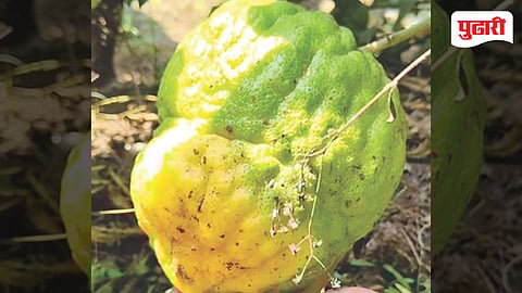 Giant Citron Fruit