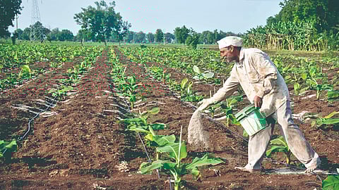 Fertilizer Price Hike