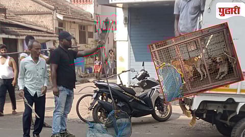 Stray dog menace Kurundwad Kolhapur 
