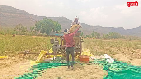 Onion seed production decline