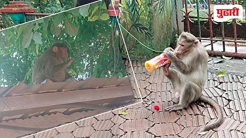 Monkey Catching Reward Doubled