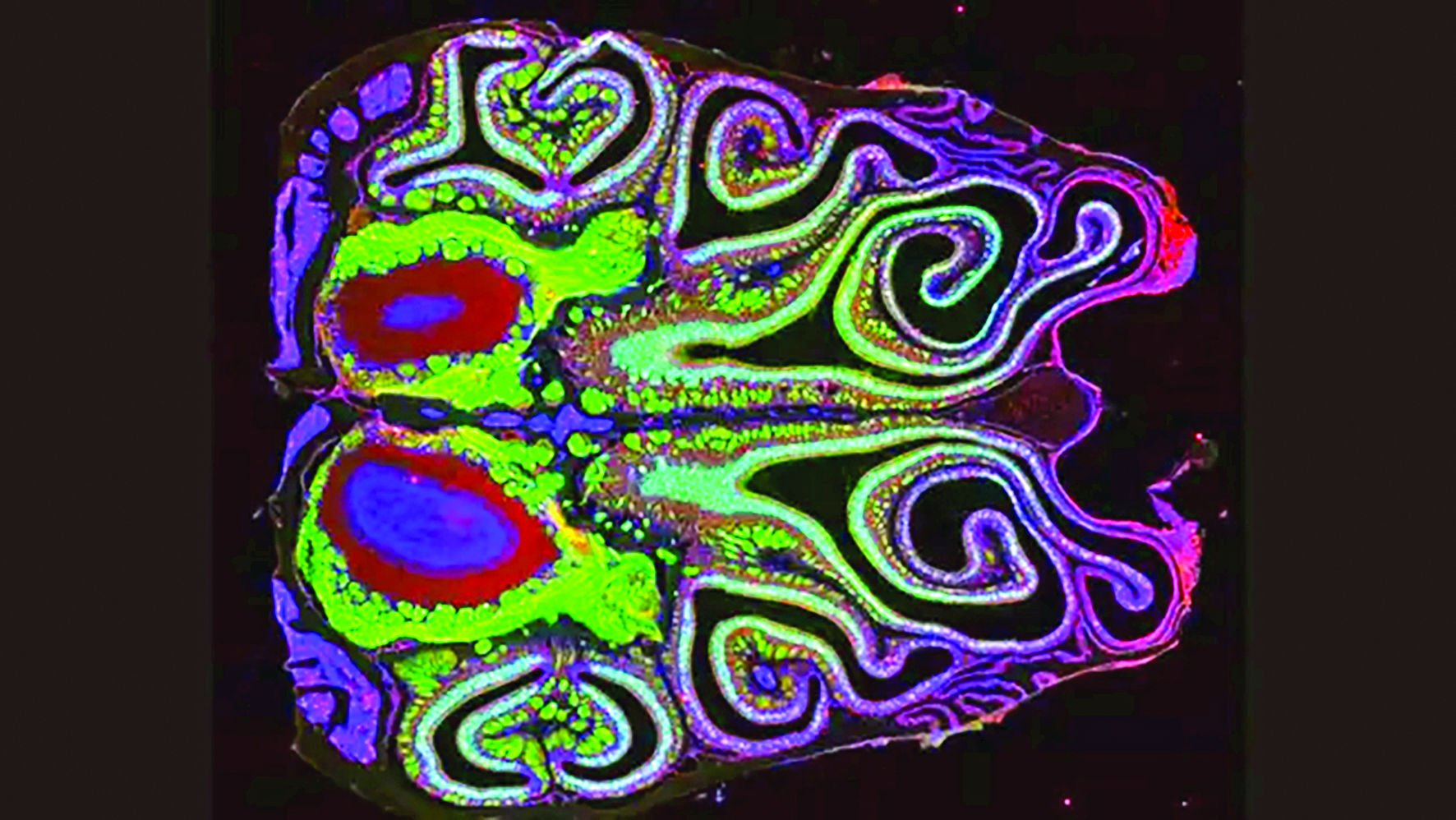 Smell mechanism study | 
