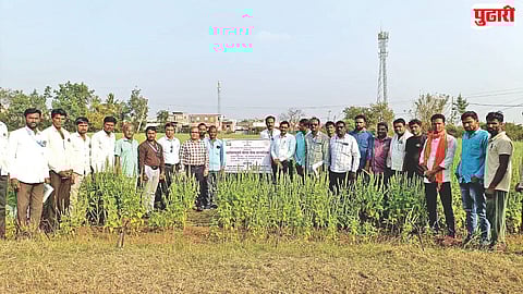 Jalna chia farming