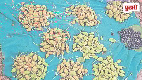 Forest fruits price hike