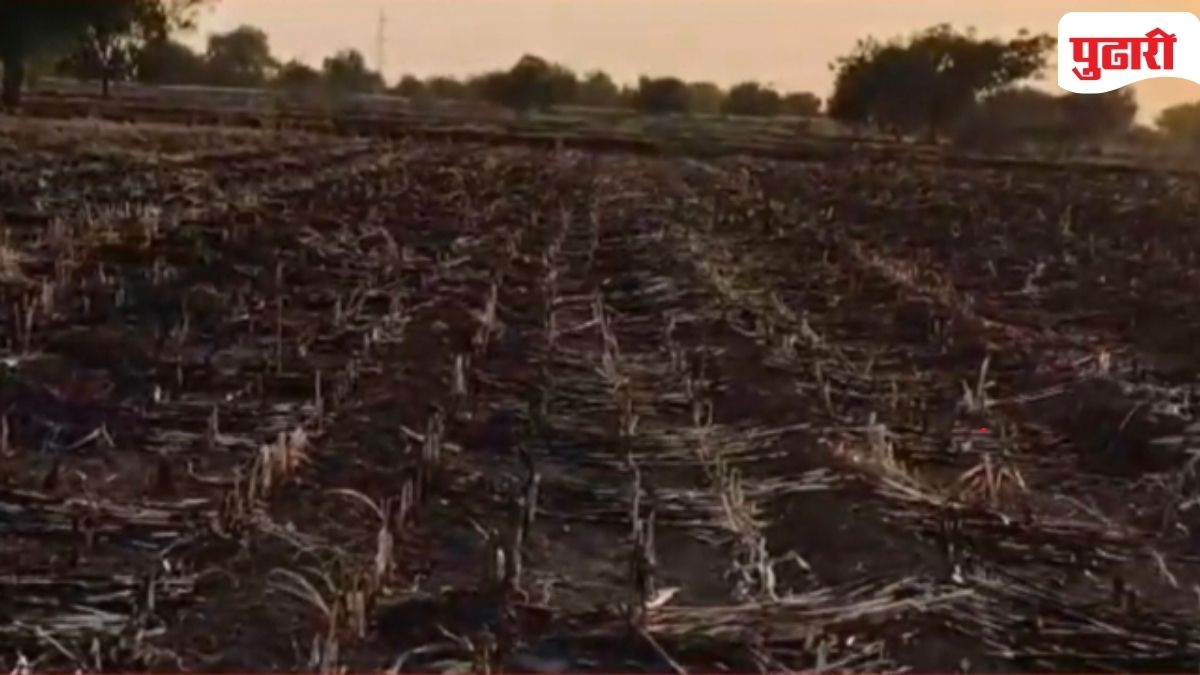 Jowari crop damage Dhule