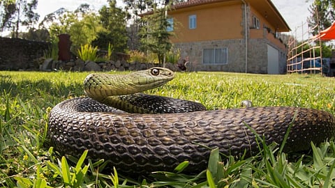 घरातील 'या' 5 गोष्टी सापांना चुंबकासारख्या आकर्षित करतात, वेळेत दूर करा नाहीतर अंगण बनेल सापांचे घर