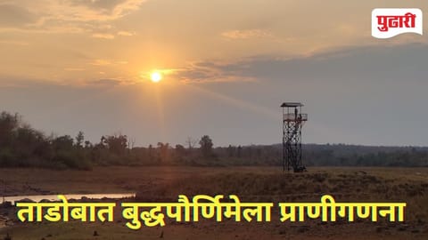 Tadoba Tiger Reserve | ताडोबात बुद्ध पौर्णिमेच्या चांदण्यात वन्यप्राणी गणना; 168 मचाणीवरून थरारक निसर्गानुभव