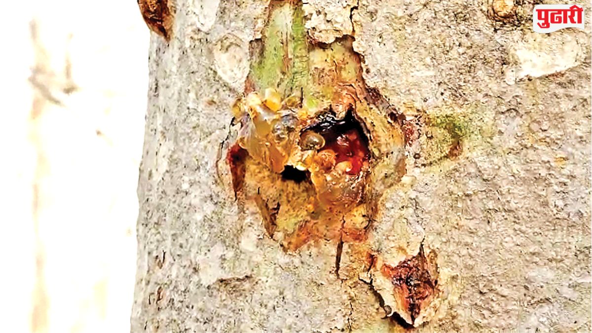 illegal gum extraction