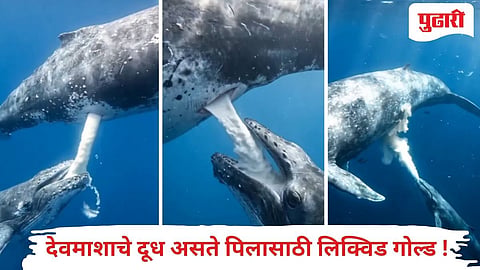 Whale milk feeding | 100 टनाचा देवमासा आपल्या पिलाला कसे दूध पाजतो पहा! अमेरिकन डॉक्टरने शेअर केला व्हिडीओ