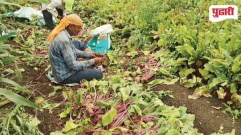 Beetroot Crop Loss