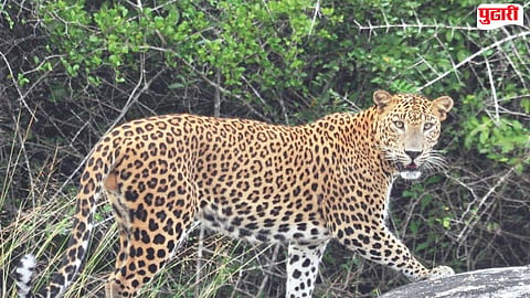 Matheran leopard sighting
