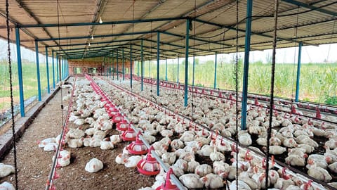 Sangli News: शेणे येथे उष्माघातामुळे 600 पक्ष्यांचा मृत्यू 