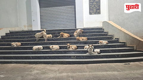 Stray Dogs Problem