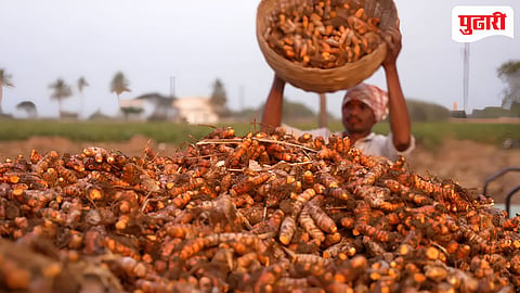 Turmeric production