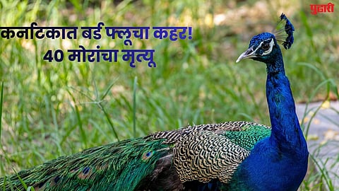 karnataka tumkur h5n1 peacock deaths containment zone bird flu alert 