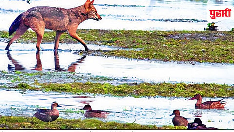 Wildlife Census 2026 | नांदूर मध्यमेश्वर अभयारण्यात प्राणी गणना