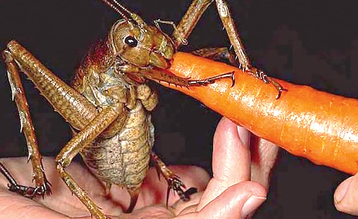 Heaviest insect | जगातील सर्वात वजनदार कीटक, उंदरापेक्षा तिप्पट जड!