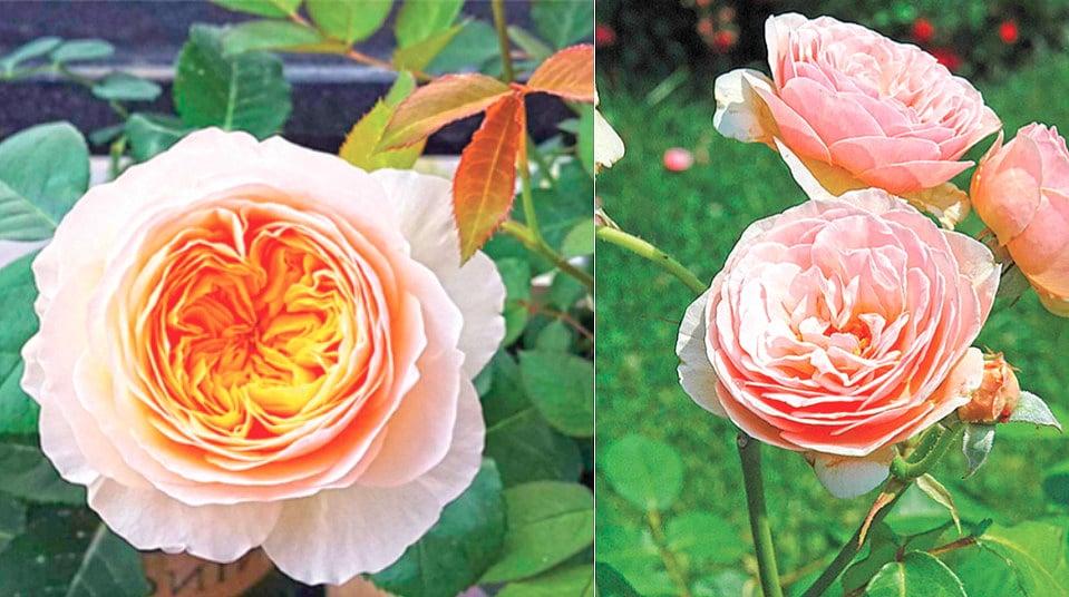 Most Expensive Rose | जगातील सर्वात महागडा गुलाब ‘ज्युलिएट रोज’