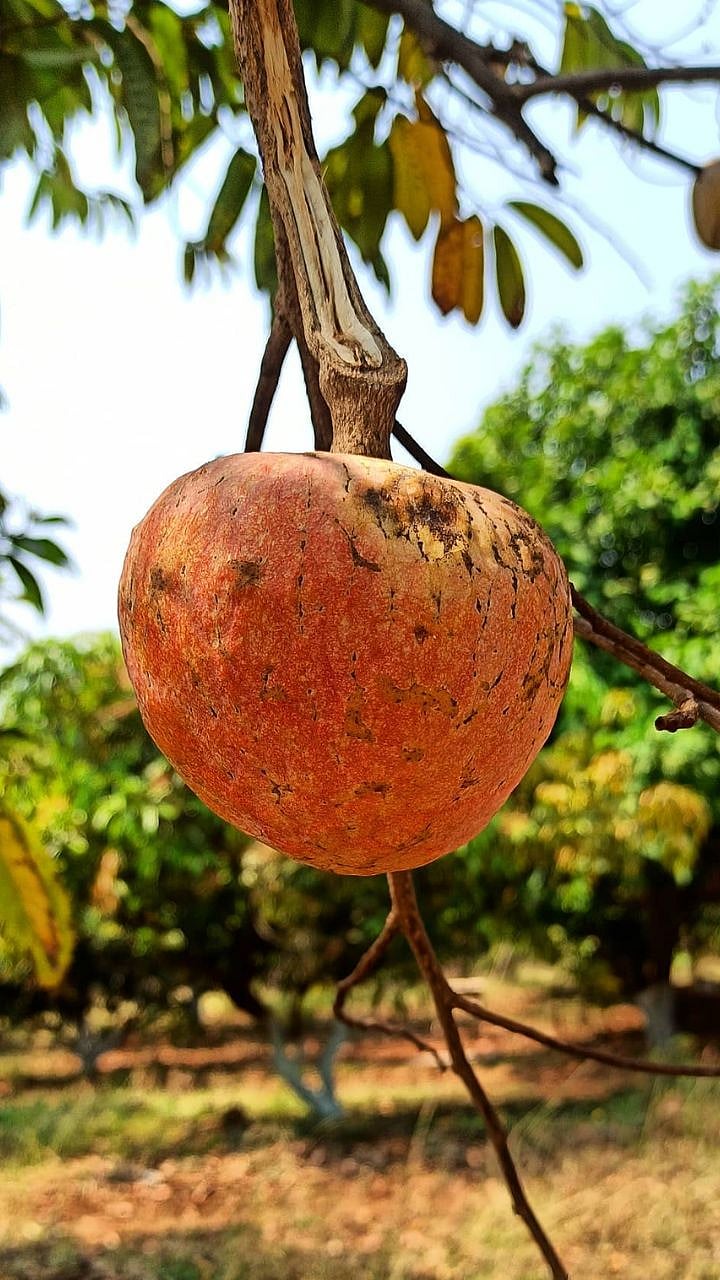 Ramphal Benefits in Summer: Body Changes You Should Know|उन्हाळ्यात ...