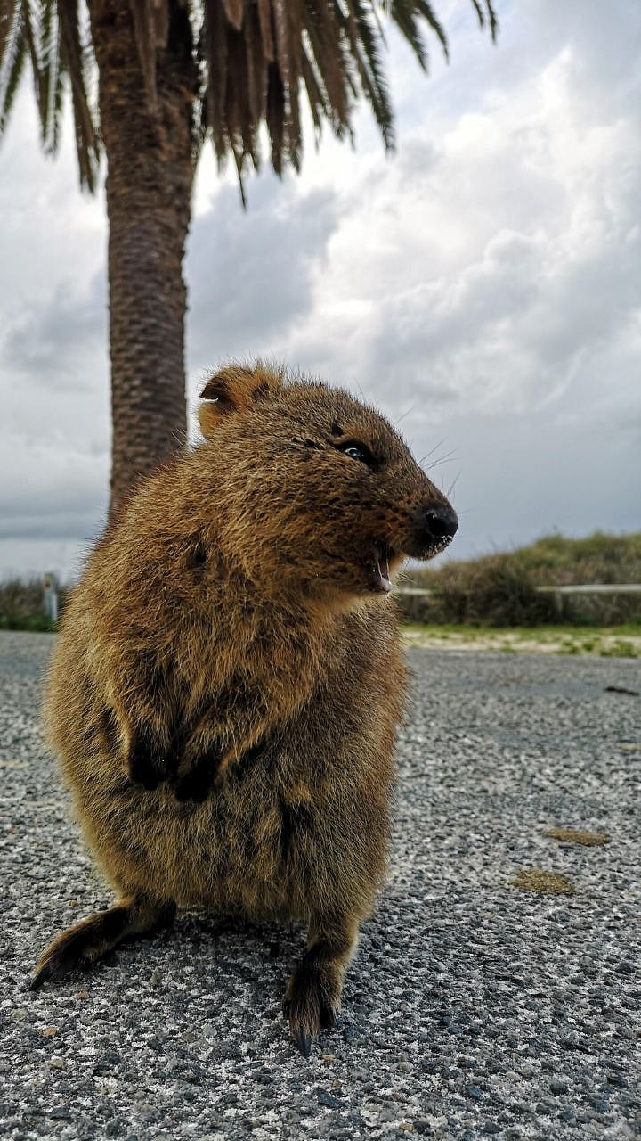 Quokka | हा आहे जगातील सर्वात आनंदी प्राणी!