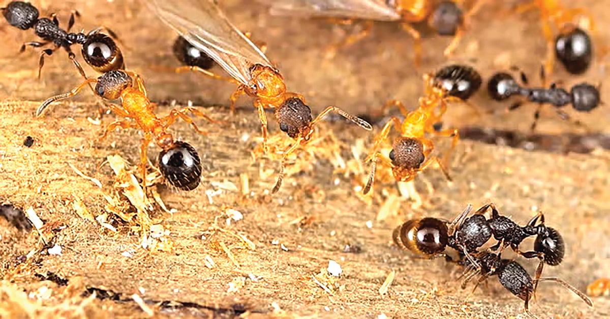 Queen-Only Ant Species Japan | जपानमध्ये केवळ राणी मुंग्याच असलेली ...