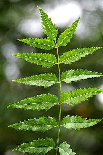 Neem Leaves Benefits: उन्हाळ्यात कडुलिंबाची पाने का खावीत ...