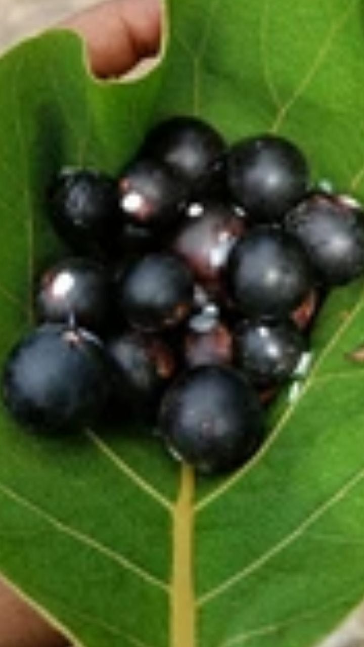 Karvand fruit | तुम्हाला माहिती आहे का? जगातील 'हे' खास फळ फक्त भारतातच ...