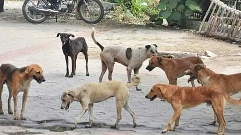 தெருநாய்கள் காப்பகத்தை அதிகரிக்க உச்சநீதிமன்றம் உத்தரவு