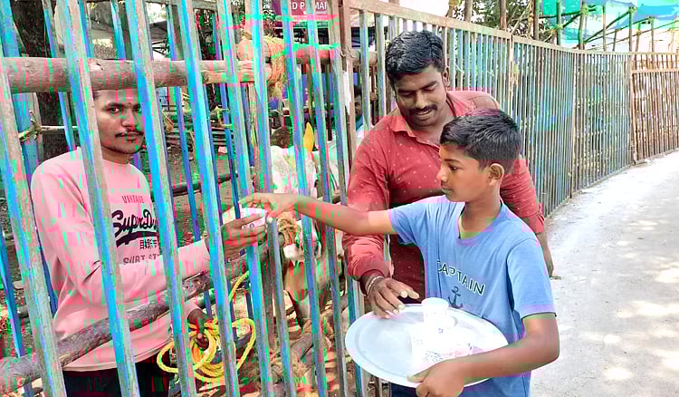 alanganallur jallikattu