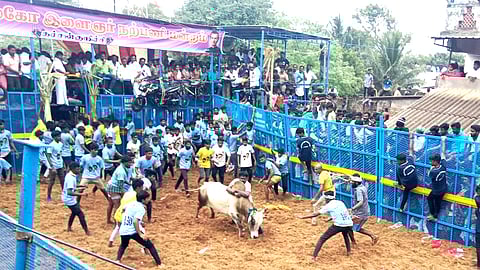Jallikattu