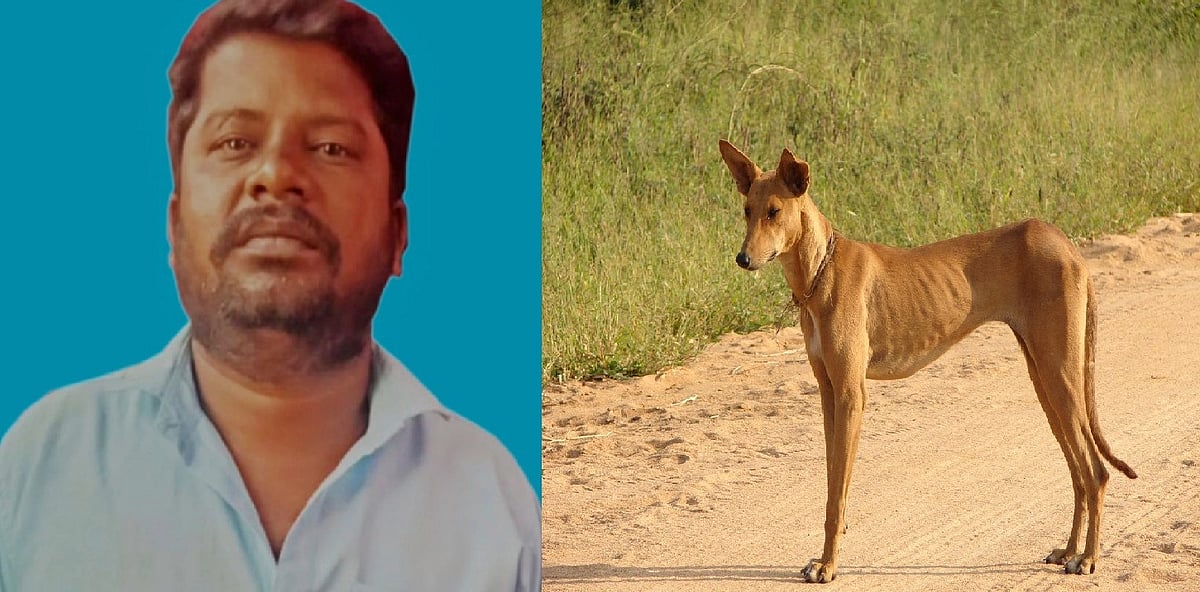 திண்டுக்கல் நாயை அடித்து கொலை செய்த இளைஞர் கைது | Youth arrested for beating Dindigul dog to death