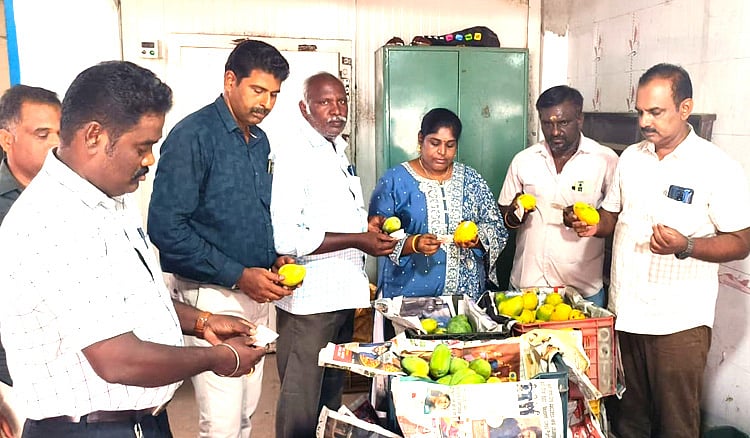 திருப்பூர்: வேதிப்பொருட்கள் பயன்படுத்தி  பழுக்க வைக்கப்பட்ட 1.2 டன் மாம்பழங்கள் பறிமுதல் Tirupur: 1.2 tonnes of mangoes ripened using chemicals seized