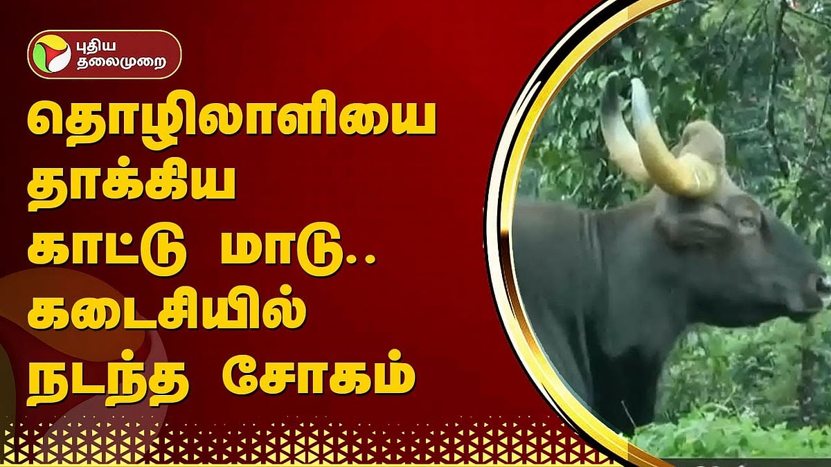 valparai Worker dies due to wild cow attackகாட்டுமாடு தாக்கியதால் தொழிலாளி உயிரிழப்பு